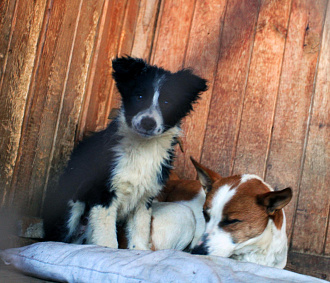 Усыплять или нет: итоги опроса об эвтаназии собак подвели в Новосибирске
